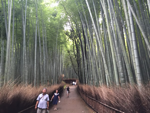 Bamboo Forest